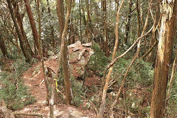 【大雪山】大雪山步道懶人包整理~鳶嘴山、橫嶺山、稍來山步道、