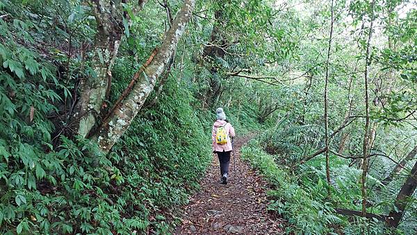 【雲森瀑布】三峽熊空仙境~雲森瀑布，登山、步道、戲水、觀瀑、