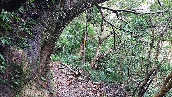 【雲森瀑布】三峽熊空仙境~雲森瀑布，登山、步道、戲水、觀瀑、