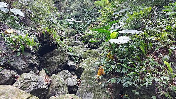 【雲森瀑布】三峽熊空仙境~雲森瀑布，登山、步道、戲水、觀瀑、