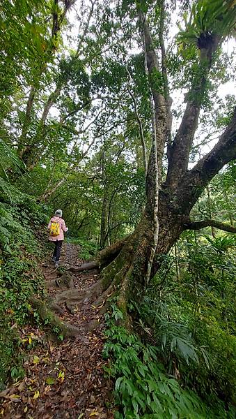 【雲森瀑布】三峽熊空仙境~雲森瀑布，登山、步道、戲水、觀瀑、