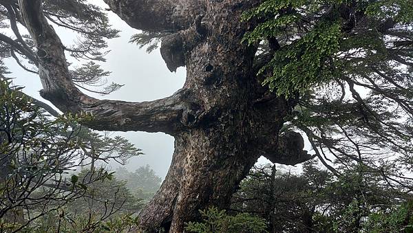 【合歡北西北】睽違2年再次挑戰，合歡群峰中路程最遠、最艱難、