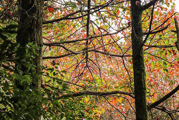 【大雪山】大雪山步道懶人包整理~鳶嘴山、橫嶺山、稍來山步道、