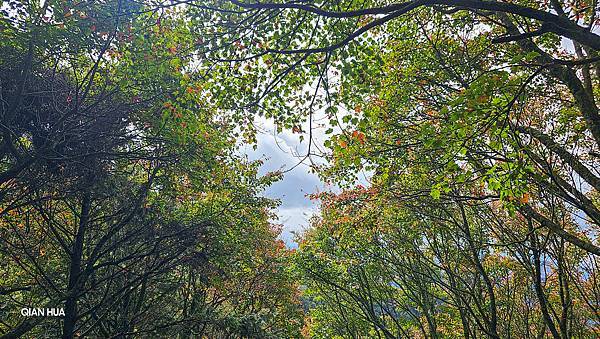 【大雪山】大雪山步道懶人包整理~鳶嘴山、橫嶺山、稍來山步道、