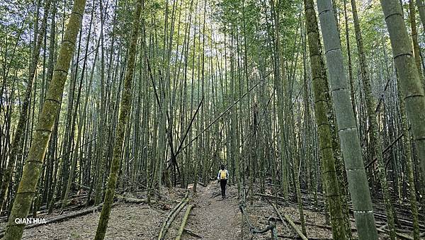 【水社大山】日月潭最高峰-伊達邵VS日月潭青年活動中心登山口