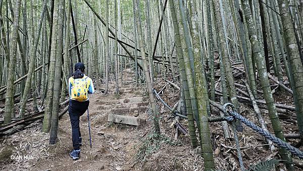 【水社大山】日月潭最高峰-伊達邵VS日月潭青年活動中心登山口