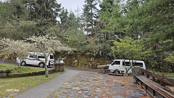 【麟趾山】【鹿林山】親民輕鬆步道卻擁有百岳級美景,眺望玉山群 【麟趾山】【鹿林山】親民輕鬆步道卻擁有百岳級美景,眺望玉山群