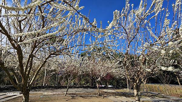 【草坪頭櫻花季】2024櫻花季正式展開，桃、李、杜鵑、油菜花