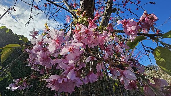 【草坪頭櫻花季】2024櫻花季正式展開，桃、李、杜鵑、油菜花