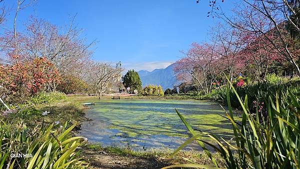 【草坪頭櫻花季】2024櫻花季正式展開，桃、李、杜鵑、油菜花