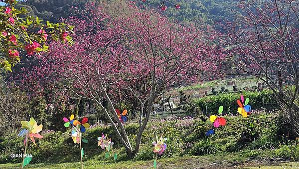 【草坪頭櫻花季】2024櫻花季正式展開，桃、李、杜鵑、油菜花