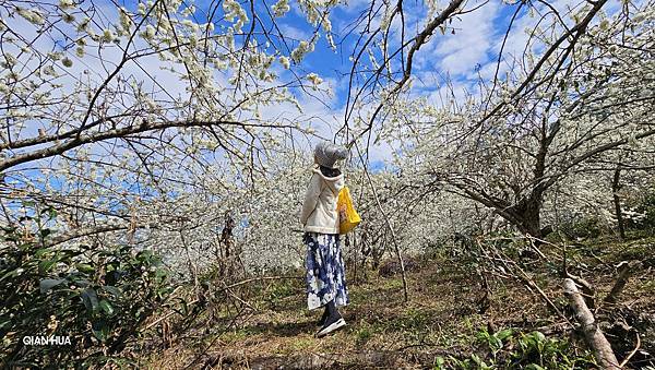 【草坪頭櫻花季】2024櫻花季正式展開，桃、李、杜鵑、油菜花