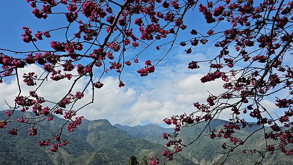 【草坪頭櫻花季】2024櫻花季正式展開，桃、李、杜鵑、油菜花