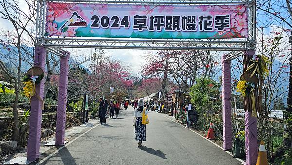 【草坪頭櫻花季】2024櫻花季正式展開，桃、李、杜鵑、油菜花