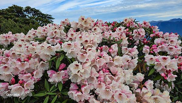 【合歡北峰】合歡山北峰，人生中第一座百岳由此開啟，夕陽、雲海
