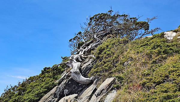 【合歡北峰】合歡山北峰，人生中第一座百岳由此開啟，夕陽、雲海