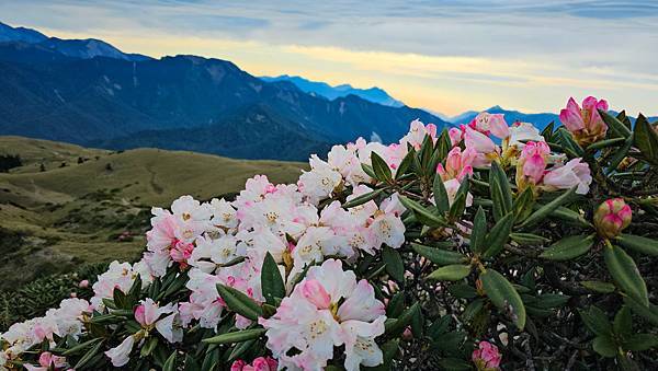 【合歡北峰】合歡山北峰，人生中第一座百岳由此開啟，夕陽、雲海