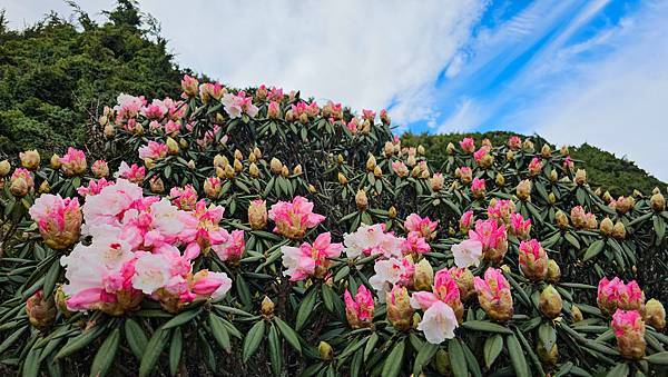 【合歡北峰】合歡山北峰，人生中第一座百岳由此開啟，夕陽、雲海