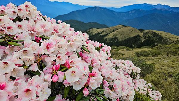 【合歡北峰】合歡山北峰，人生中第一座百岳由此開啟，夕陽、雲海
