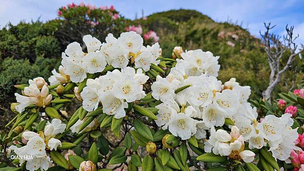 【合歡北峰】合歡山北峰，人生中第一座百岳由此開啟，夕陽、雲海