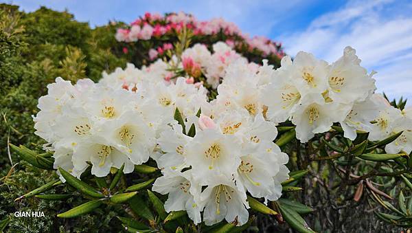 【合歡北峰】合歡山北峰，人生中第一座百岳由此開啟，夕陽、雲海