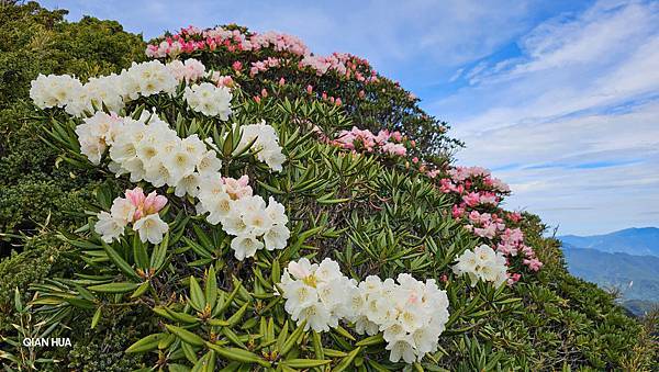 【合歡北峰】合歡山北峰，人生中第一座百岳由此開啟，夕陽、雲海