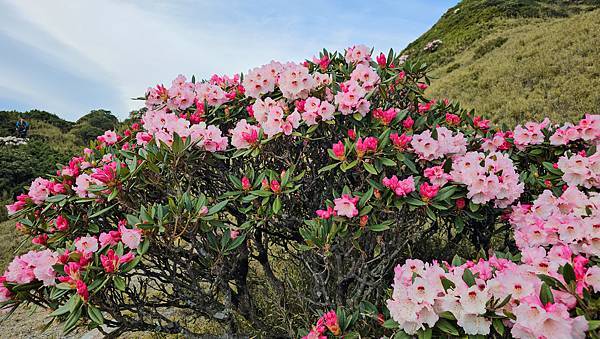 【合歡北峰】合歡山北峰，人生中第一座百岳由此開啟，夕陽、雲海
