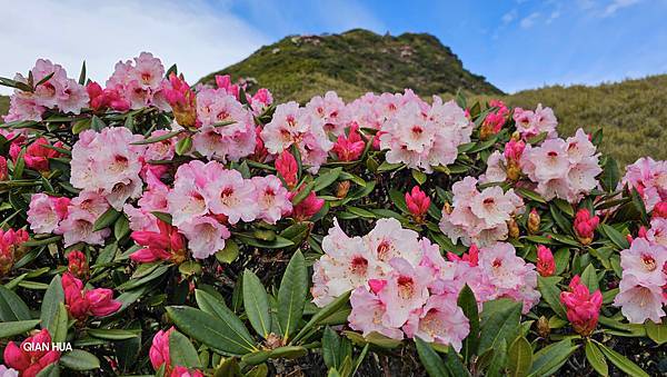 【合歡北峰】合歡山北峰，人生中第一座百岳由此開啟，夕陽、雲海