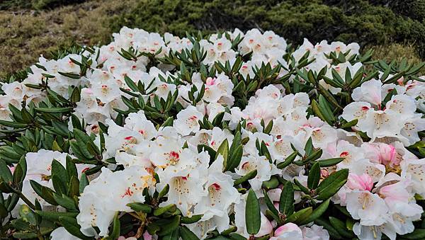 【合歡北峰】合歡山北峰，人生中第一座百岳由此開啟，夕陽、雲海