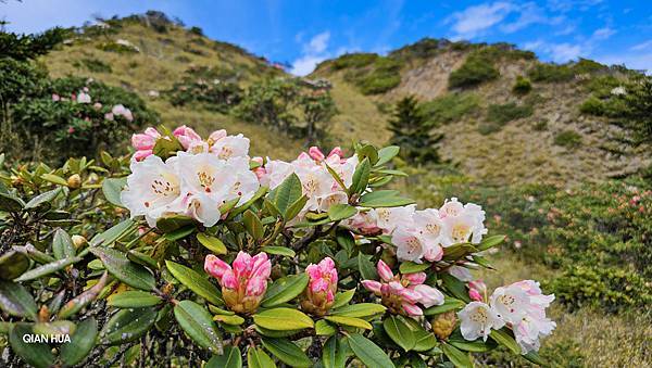 【合歡北峰】合歡山北峰，人生中第一座百岳由此開啟，夕陽、雲海