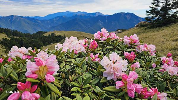 【合歡北峰】合歡山北峰，人生中第一座百岳由此開啟，夕陽、雲海