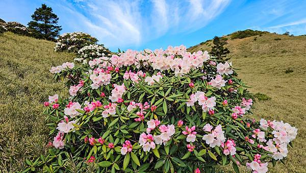 【合歡北峰】合歡山北峰，人生中第一座百岳由此開啟，夕陽、雲海