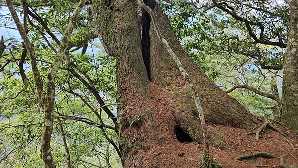 【屋東屋縱走】谷關七雄一日2雄挑戰,屋我尾/東卯山大崩壁、斷