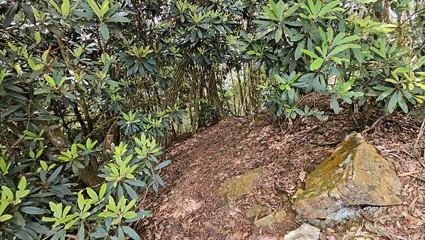 【屋東屋縱走】谷關七雄一日2雄挑戰,屋我尾/東卯山大崩壁、斷