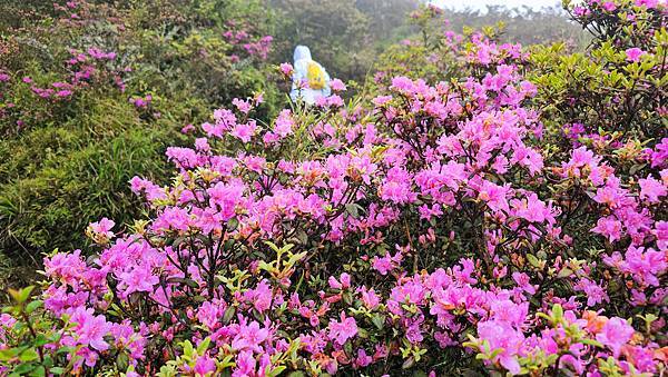 【合歡北峰】合歡山北峰，人生中第一座百岳由此開啟，夕陽、雲海