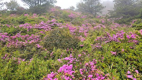 【合歡北峰】合歡山北峰，人生中第一座百岳由此開啟，夕陽、雲海