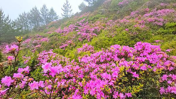 【合歡北峰】合歡山北峰，人生中第一座百岳由此開啟，夕陽、雲海