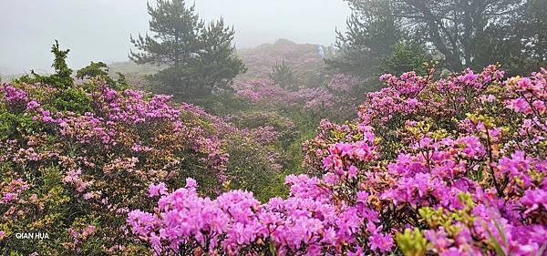【合歡北峰】合歡山北峰，人生中第一座百岳由此開啟，夕陽、雲海