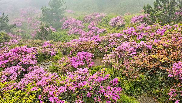【合歡北峰】合歡山北峰，人生中第一座百岳由此開啟，夕陽、雲海