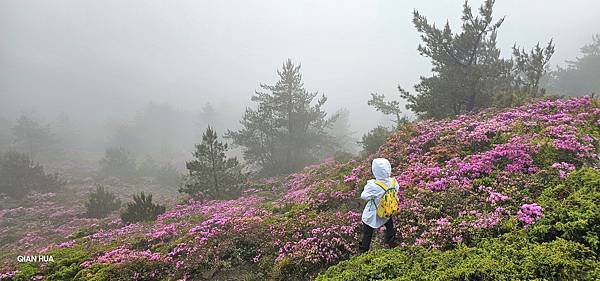 【合歡北峰】合歡山北峰，人生中第一座百岳由此開啟，夕陽、雲海