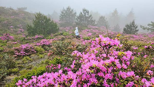 【合歡北峰】合歡山北峰，人生中第一座百岳由此開啟，夕陽、雲海