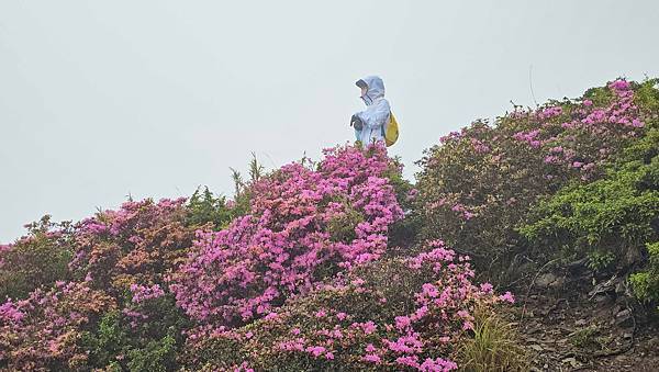 【合歡北峰】合歡山北峰，人生中第一座百岳由此開啟，夕陽、雲海