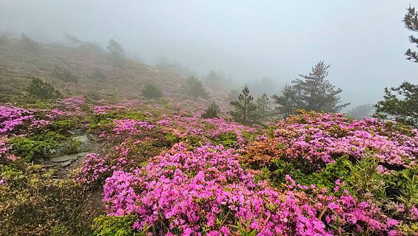 【合歡北峰】合歡山北峰，人生中第一座百岳由此開啟，夕陽、雲海