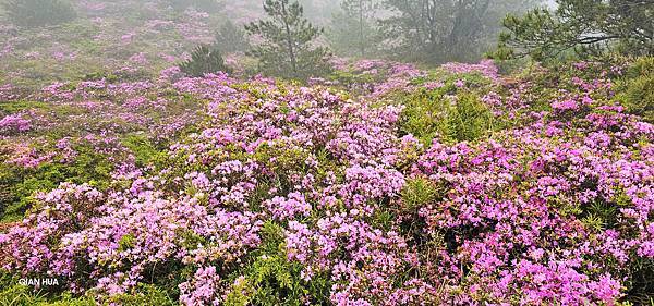 【合歡北峰】合歡山北峰，人生中第一座百岳由此開啟，夕陽、雲海