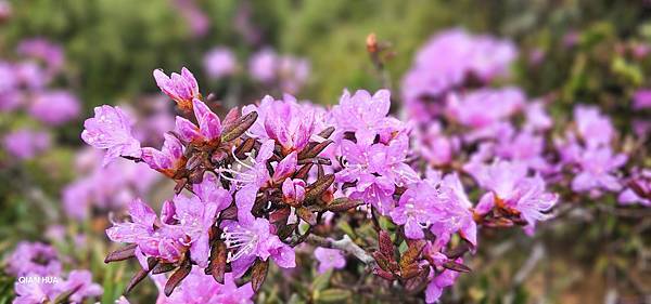 【合歡北峰】合歡山北峰，人生中第一座百岳由此開啟，夕陽、雲海