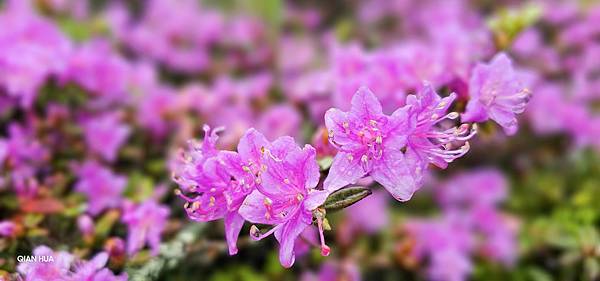 【合歡北峰】合歡山北峰，人生中第一座百岳由此開啟，夕陽、雲海