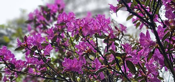 【合歡北峰】合歡山北峰，人生中第一座百岳由此開啟，夕陽、雲海