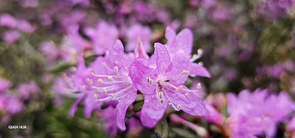 【合歡北峰】合歡山北峰，人生中第一座百岳由此開啟，夕陽、雲海
