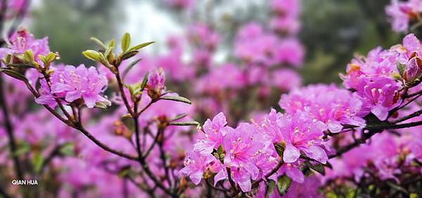 【合歡北峰】合歡山北峰，人生中第一座百岳由此開啟，夕陽、雲海