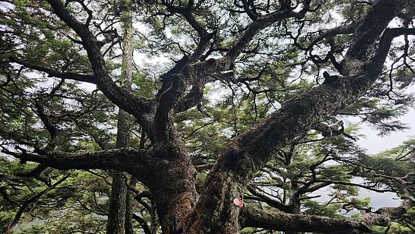 【玉山】百岳之首挑戰夜行凜冽寒風與碎石坡的考驗 【玉山】百岳之首挑戰夜行凜冽寒風與碎石坡的考驗